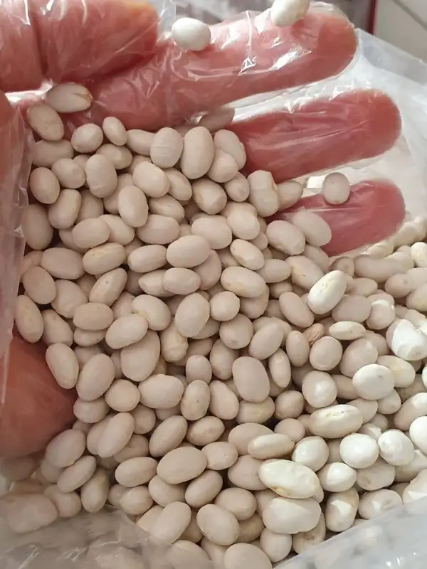 Şeker Fasulyesi 2 kg Türkiyenin En Lezzetli ve En Hızlı Pişen Fasulyesi Sofranızda