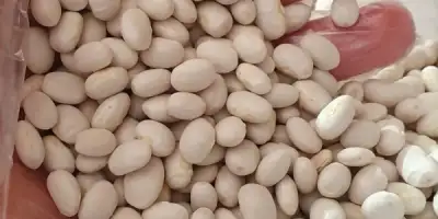 Protein Deposu İspir Fasulyesi: Lezzeti Kadar Faydalarıyla da Şaşırtıyor!