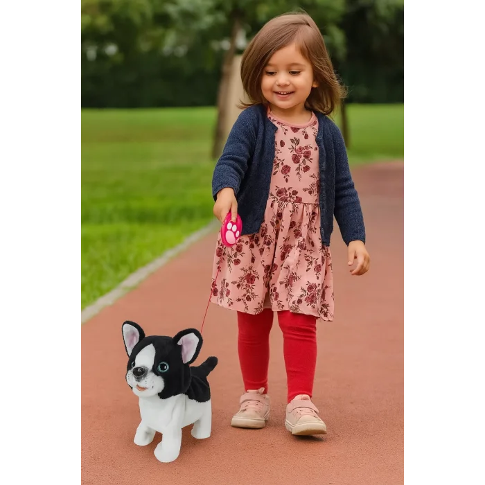 Yürüyen ve Havlayan Tasmalı Fransız Bulldog