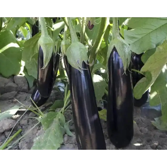 A-117 F1 Patlıcan Fidesi