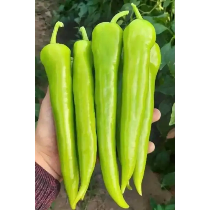 A-3055 F1 Çarliston Biber Fidesi