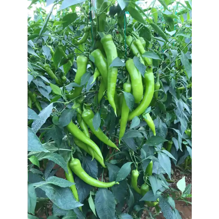 A-3055 F1 Çarliston Biber Fidesi