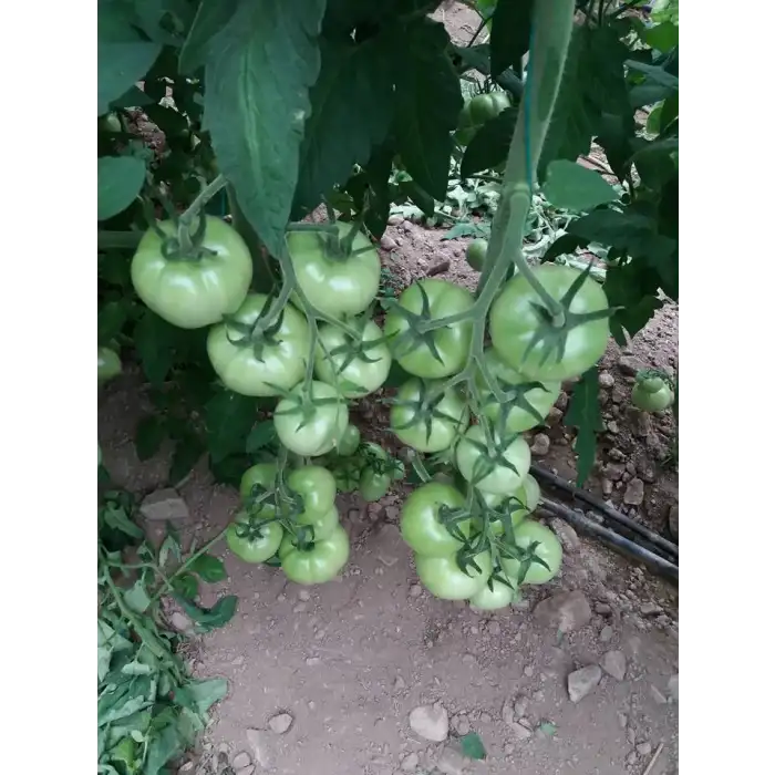 Açelya F1 Sırık Pembe Domates Fidesi