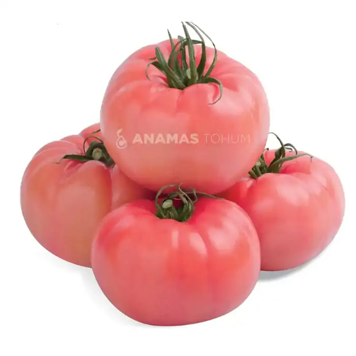 Açelya F1 Sırık Pembe Domates Fidesi
