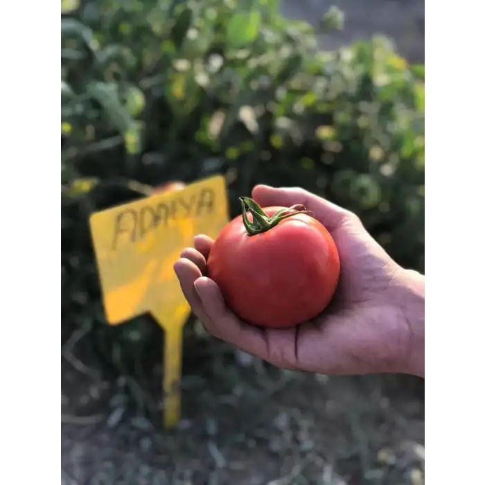 Adalya F1 Oturak Domates Fidesi