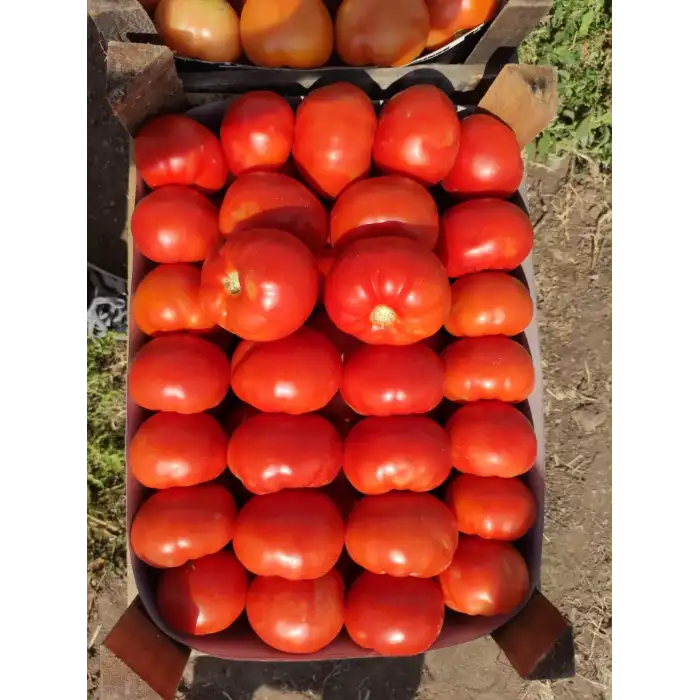 Adalya F1 Oturak Domates Fidesi