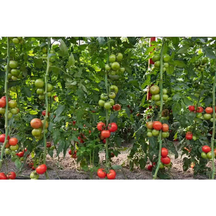 Adel F1 Sırık Domates Fidesi