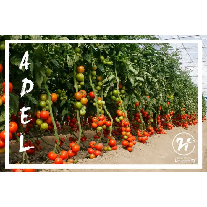 Adel F1 Sırık Domates Fidesi