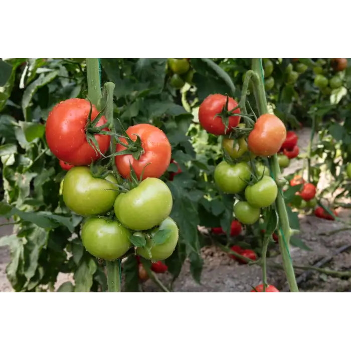 Adel F1 Sırık Domates Fidesi