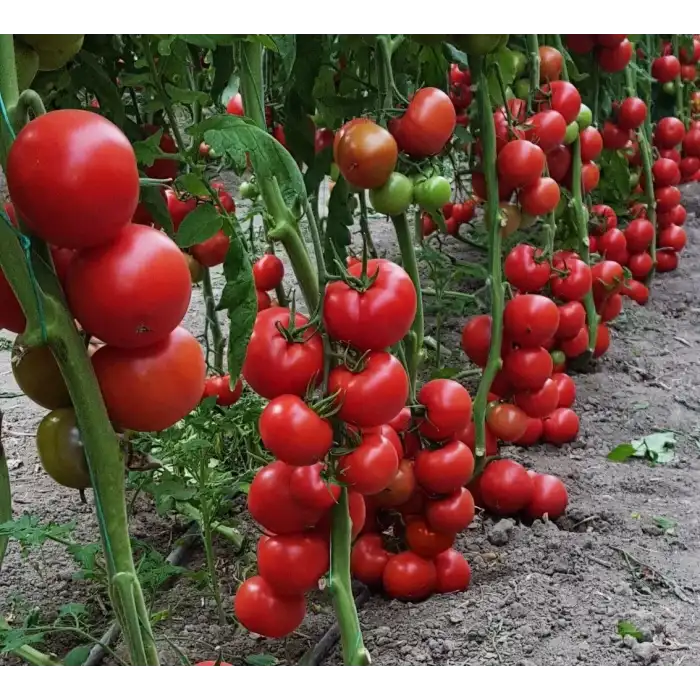 Adel F1 Sırık Domates Fidesi