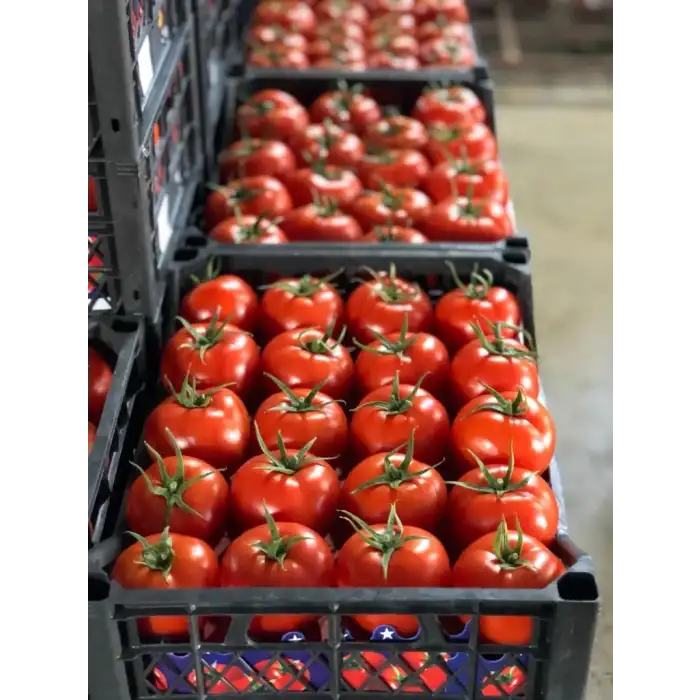 Adel F1 Sırık Domates Fidesi