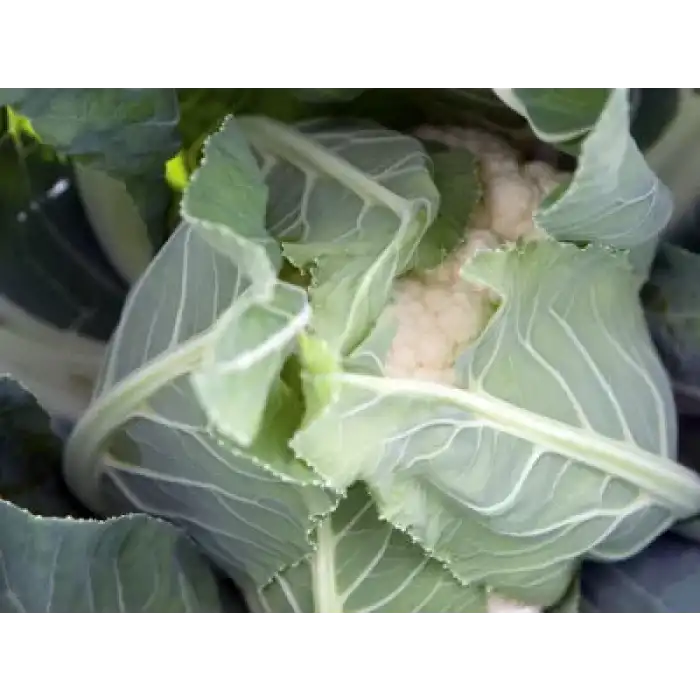 Adona F1 Karnabahar Fidesi