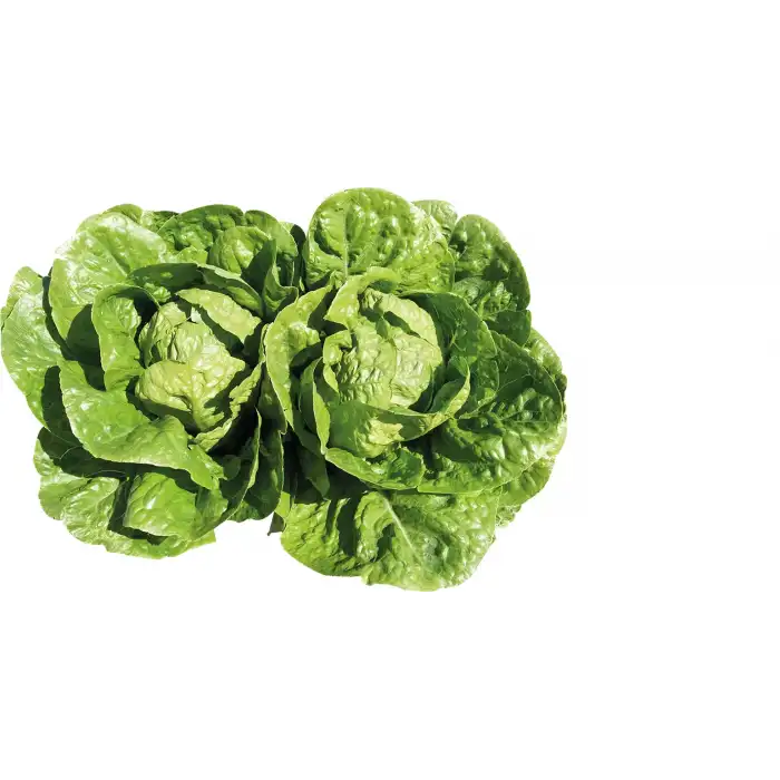 Adranita Yedikule Marul Fidesi