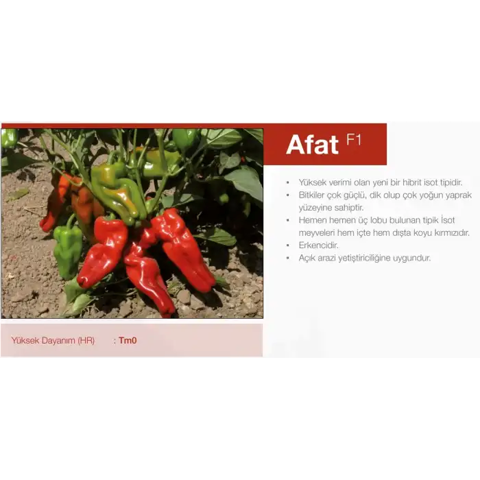 Afat F1 İsot(Urfa Tipi) Biber Fidesi