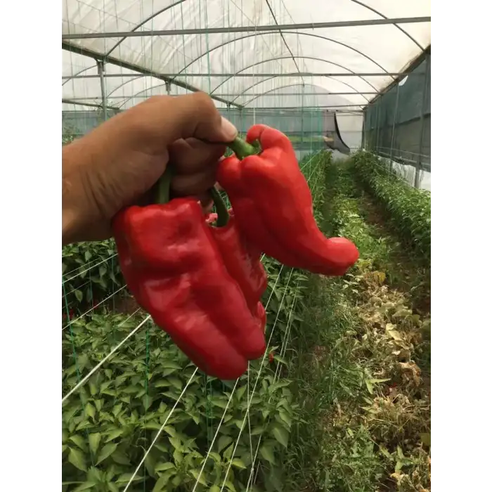 Afat F1 İsot(Urfa Tipi) Biber Fidesi