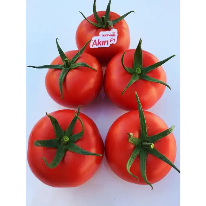 Akın F1 Sırık Domates Fidesi