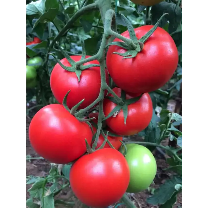 Akın F1 Sırık Domates Fidesi