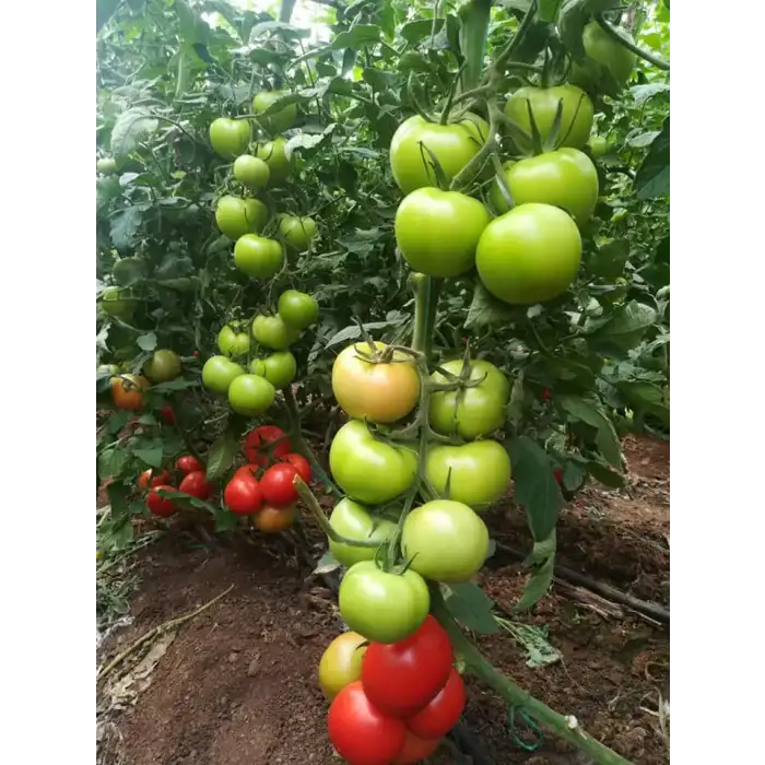 Akın F1 Sırık Domates Fidesi