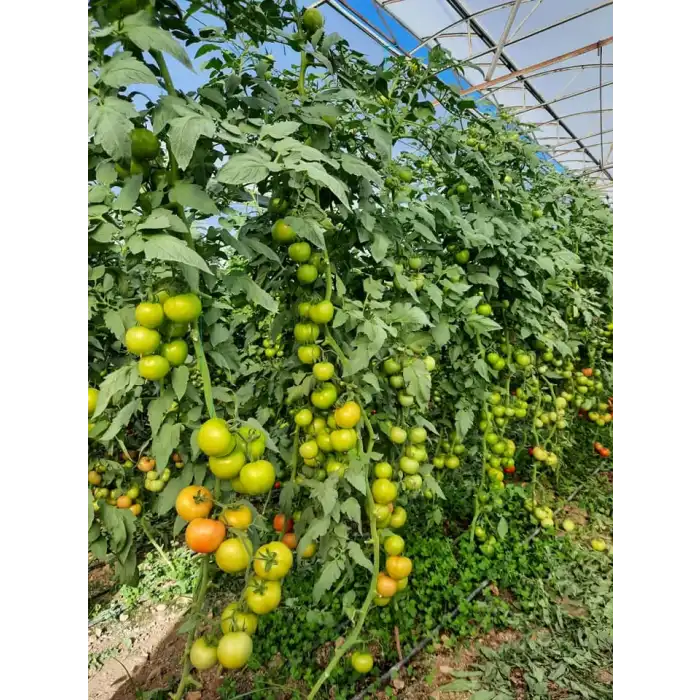 Akın F1 Sırık Domates Fidesi