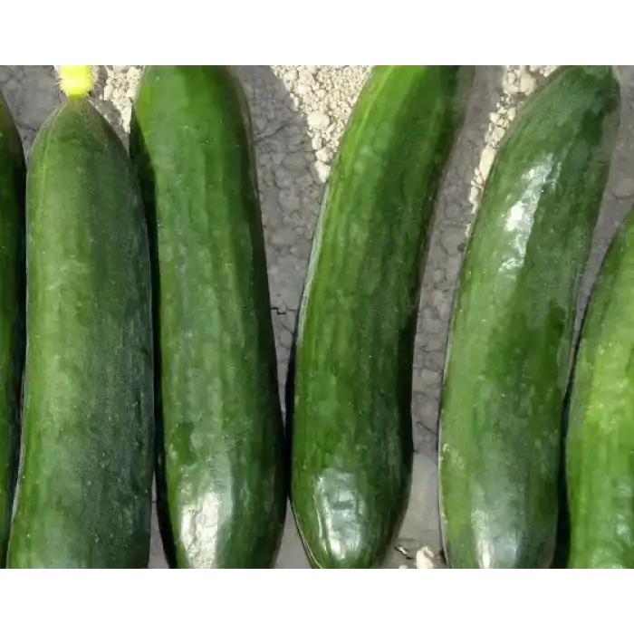 Alator F1 Oturak Hıyar Fidesi