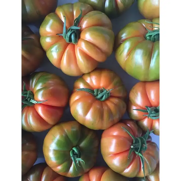 Alaturka F1 Köy Domates Fidesi