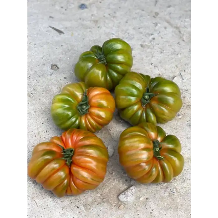 Alaturka F1 Köy Domates Fidesi