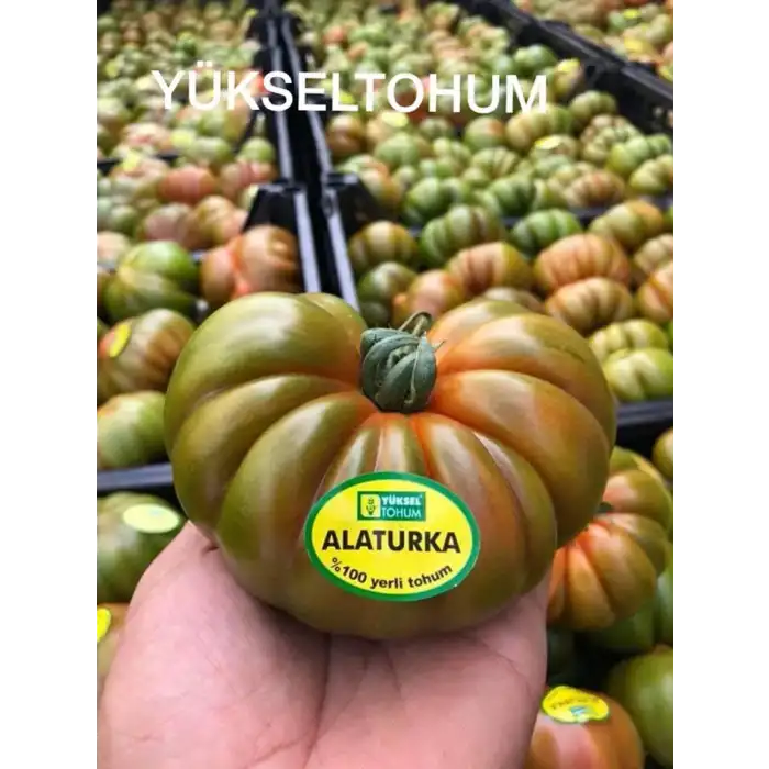 Alaturka F1 Köy Domates Fidesi