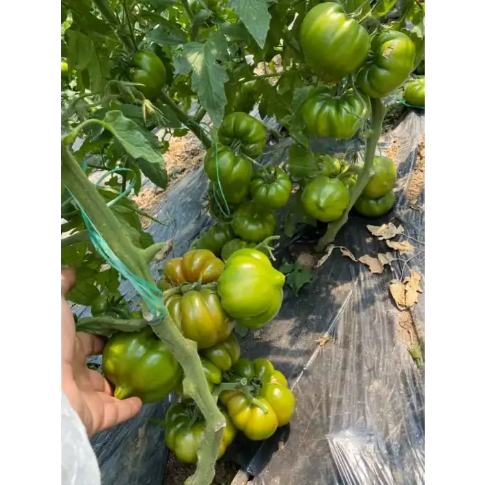 Alaturka F1 Köy Domates Fidesi