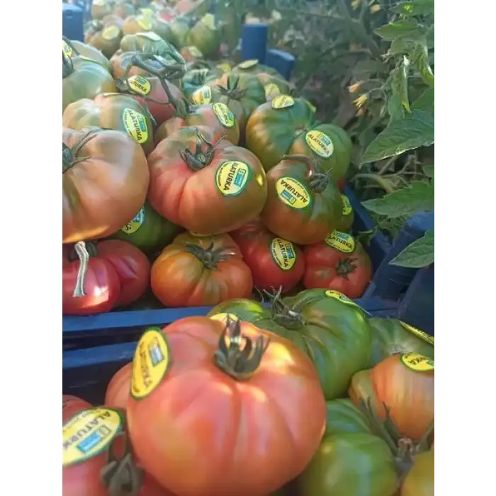 Alaturka F1 Köy Domates Fidesi