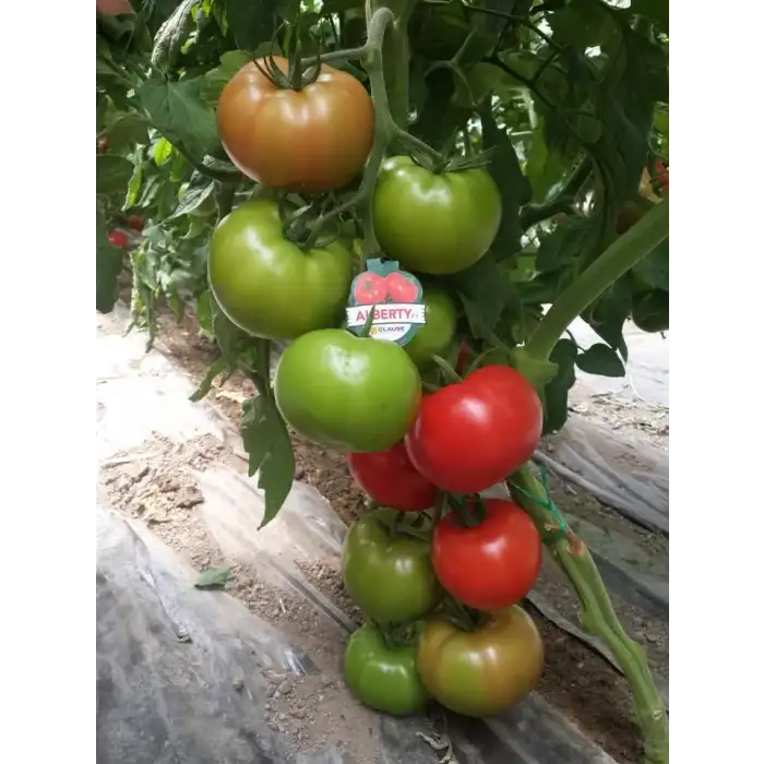 Alberty F1 Beef Domates Fidesi