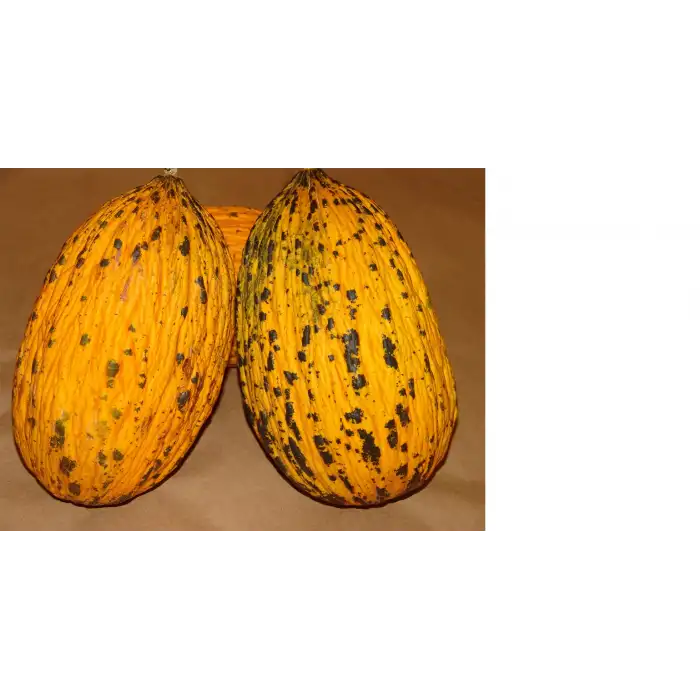 Alibey F1 Kırkağaç Kavun Fidesi