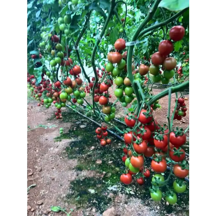 Alkış F1 Kokteyl Domates Fidesi