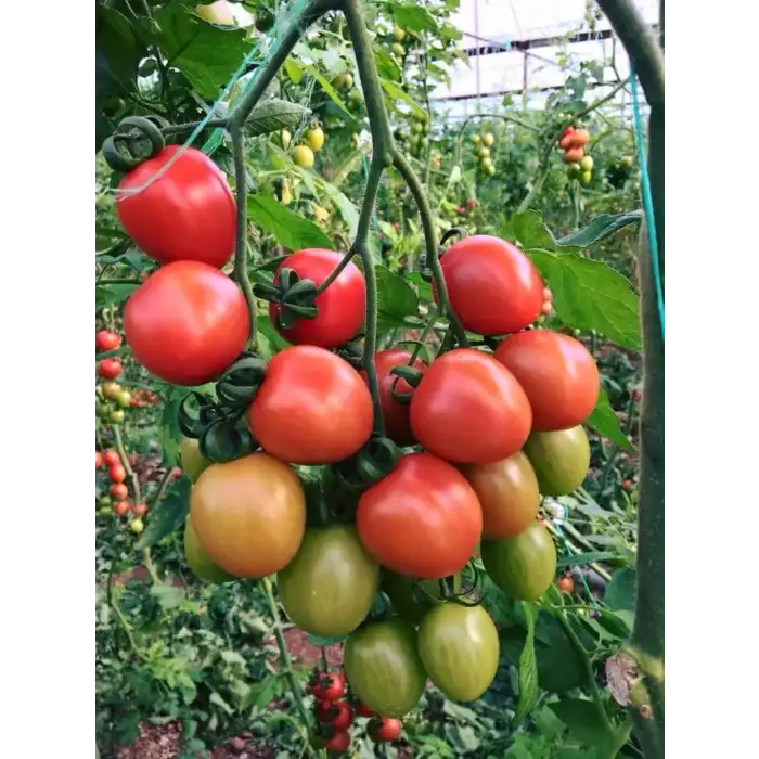 Alkış F1 Kokteyl Domates Fidesi