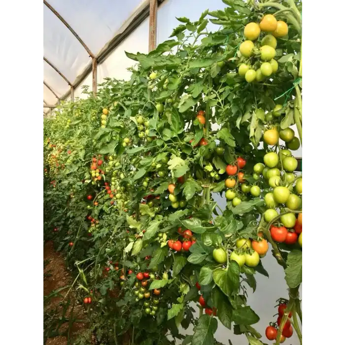 Alkış F1 Kokteyl Domates Fidesi