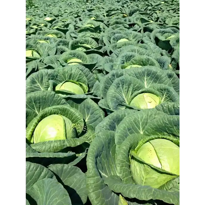 Almanac F1 Beyaz Lahana Fidesi