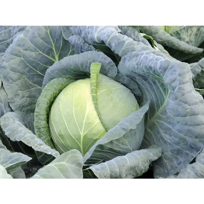 Almanac F1 Beyaz Lahana Fidesi