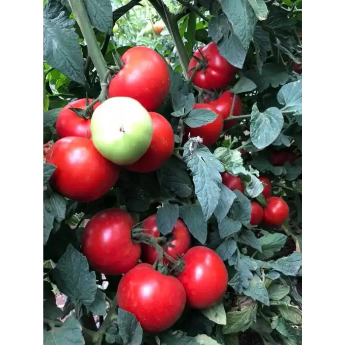 Alsancak Rn F1 Sırık Domates Fidesi