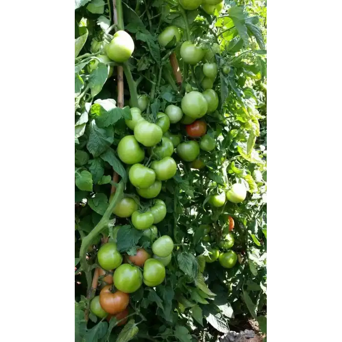 Alsancak Rn F1 Sırık Domates Fidesi