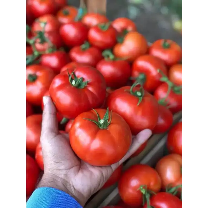 Alsancak Rn F1 Sırık Domates Fidesi