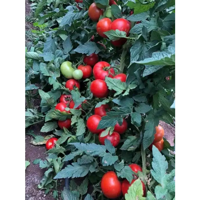 Alsancak Rn F1 Sırık Domates Fidesi