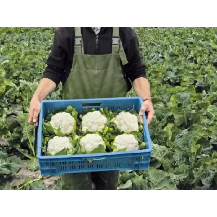 Altamira F1 Karnabahar Fidesi