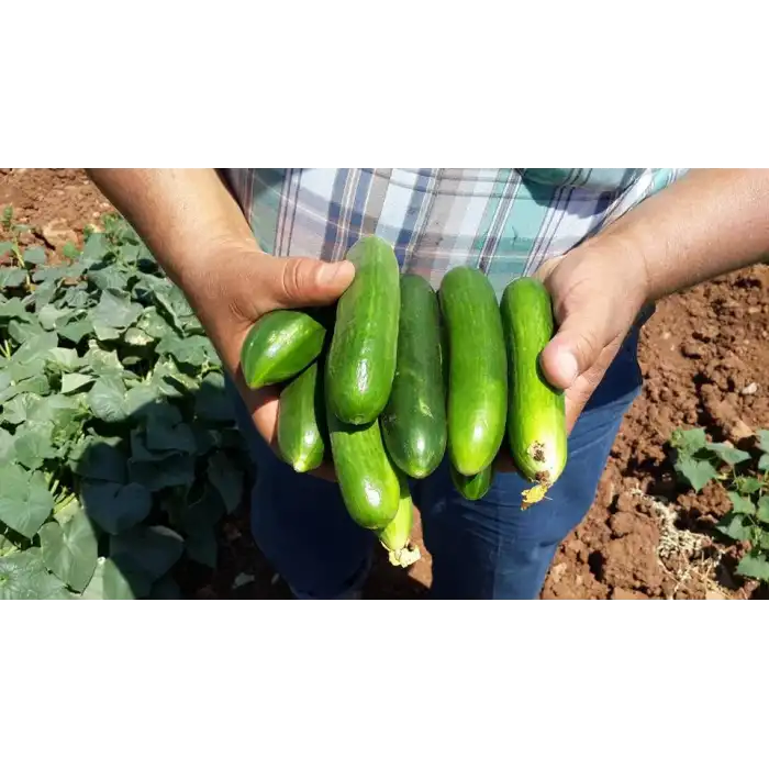 Altay F1 Oturak Hıyar Tohumu