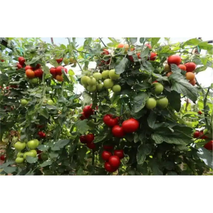 Alyanak F1 Sırık Domates Fidesi