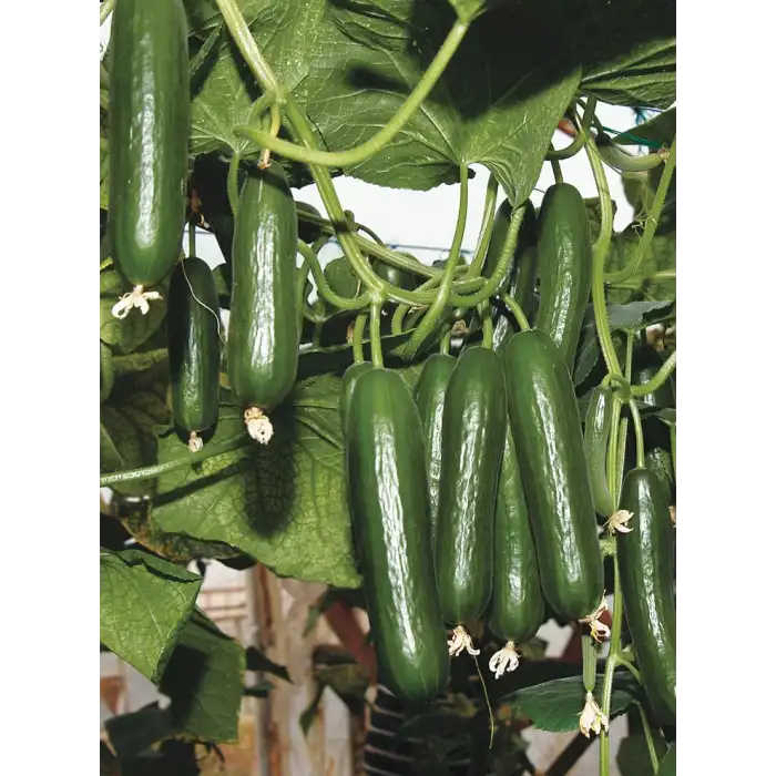 Amisos F1 Multi Hıyar Fidesi