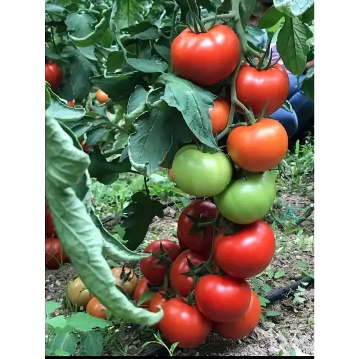 Ancha F1 Sırık Domates Fidesi