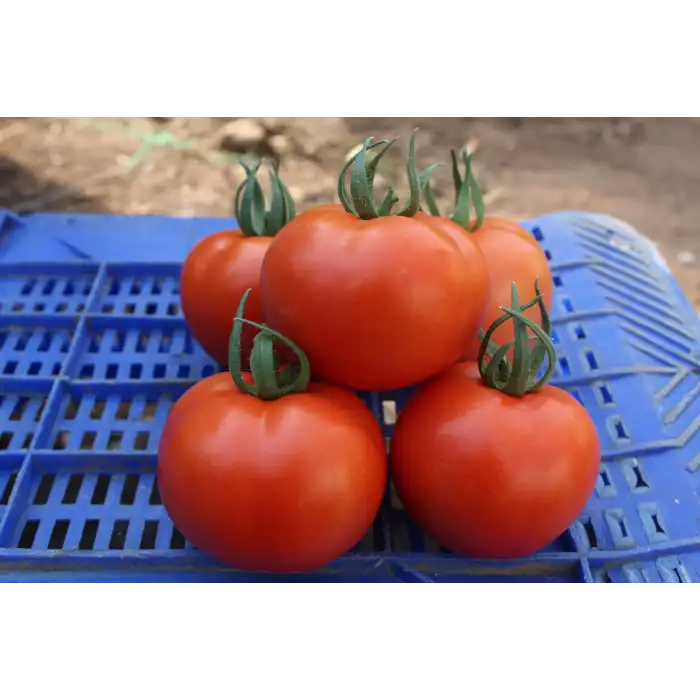 Ancha F1 Sırık Domates Fidesi