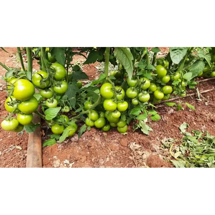 Ancha F1 Sırık Domates Fidesi