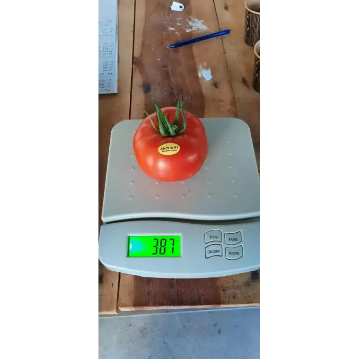 Ancha F1 Sırık Domates Fidesi