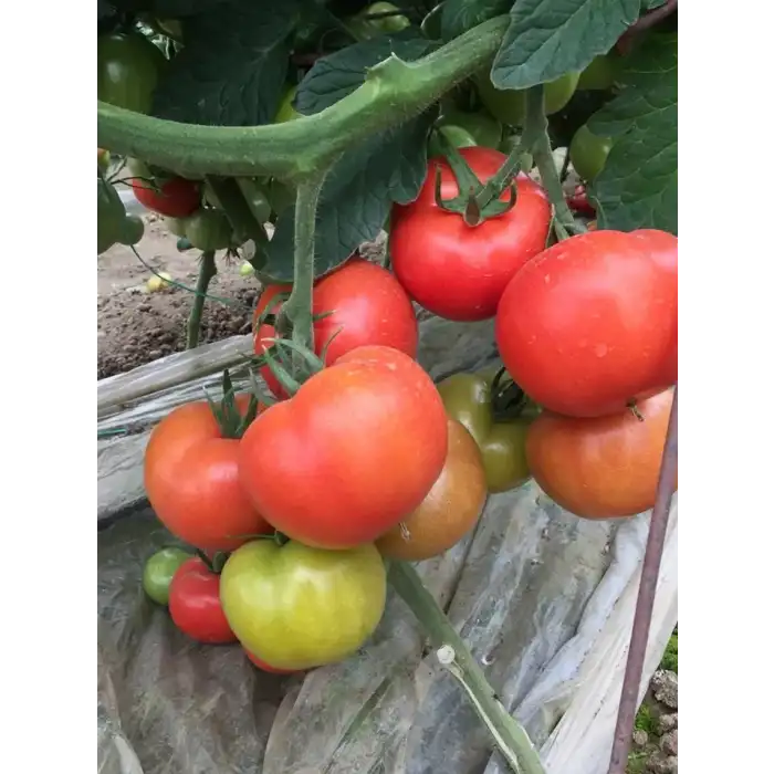 Anıt F1 Sırık Domates Fidesi