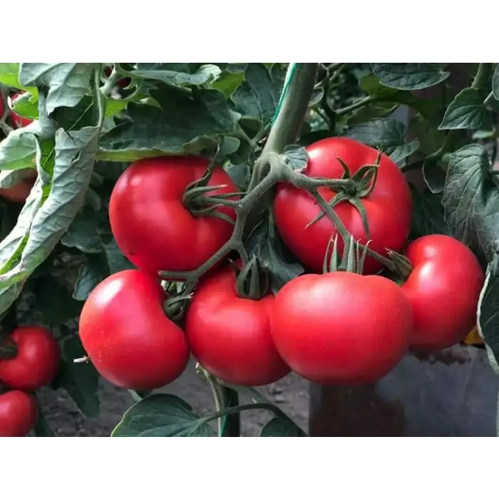 Anıt F1 Sırık Domates Fidesi